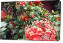 St Kitts,Red,Flowers, - Gallery Wrap