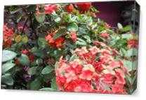St Kitts,Red,Flowers, - Gallery Wrap Plus