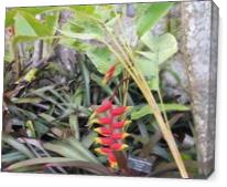 Lobster Claw Plant, St. Kitts - Gallery Wrap