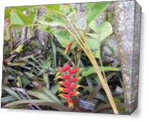 Lobster Claw Plant, St. Kitts - Gallery Wrap Plus