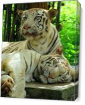 Tiger Duo As Canvas