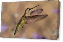 Annas Hummingbird - Gallery Wrap Plus