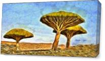 Dragonblood Trees As Canvas