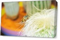 Cactus Bee - Gallery Wrap Plus