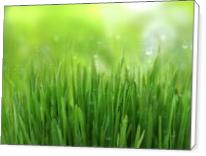 Green Gras - Standard Wrap