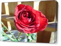 Rose in the sun - Gallery Wrap Plus