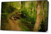 Path In The Forest - Gallery Wrap Plus