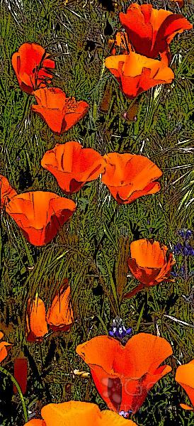 Poppies In Line
