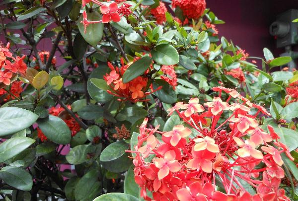 St Kitts,Red,Flowers,