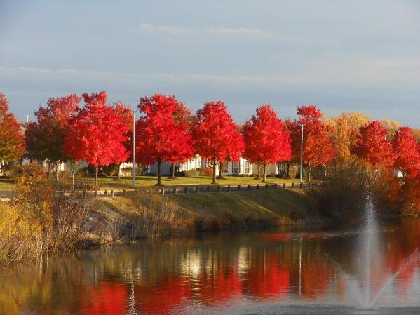 November Trees