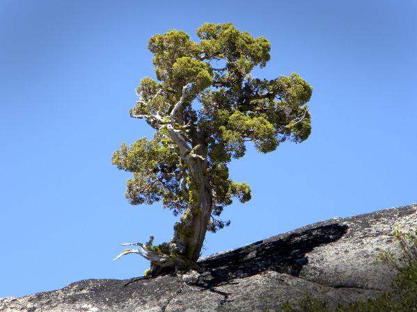 Determined Tree