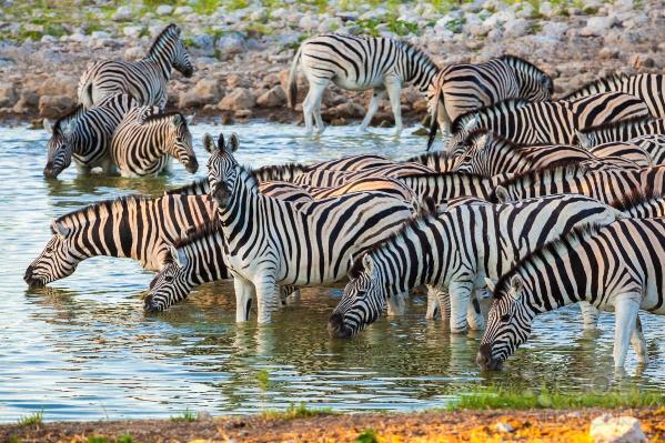 Zebras In Etosha
