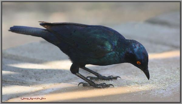 Bird