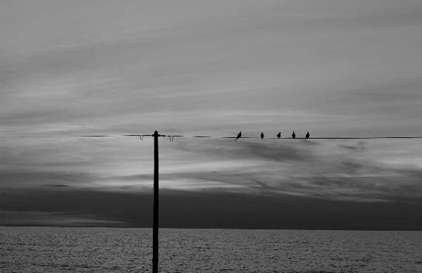Lines ... Birds