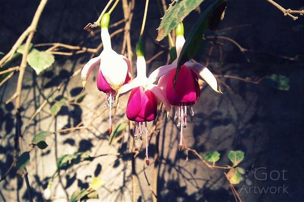 Drop Flowers