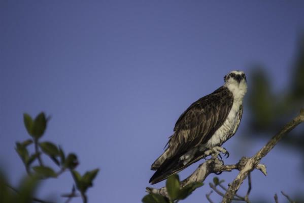 Gavilán Pescador (osprey)