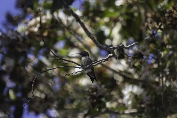 Colibrí (humming Bird)