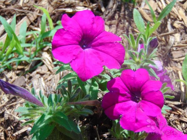 Splash Of Purple