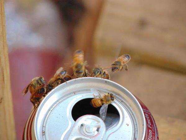 Bee's In Flight