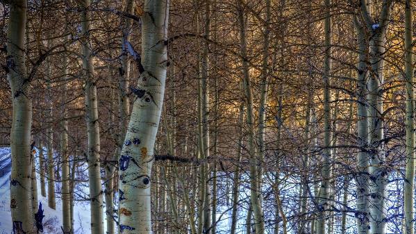 Aspen Winter