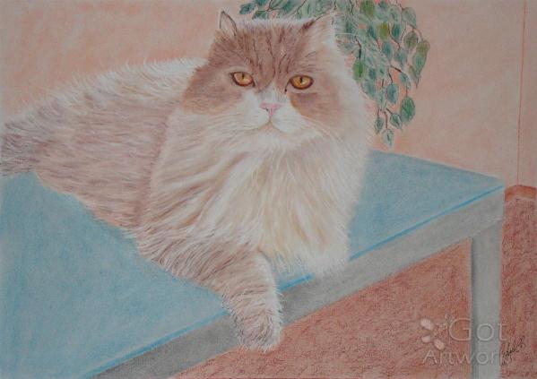 Persian Cat