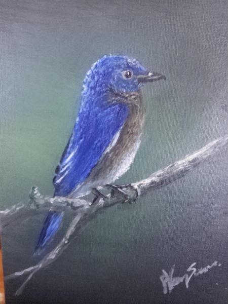Mountain Bluejay