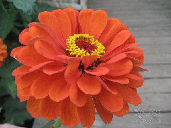 Orange Jewel