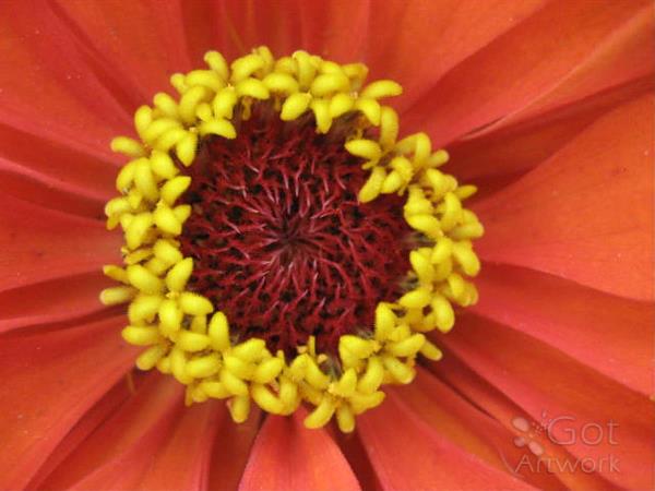 Orange Crown
