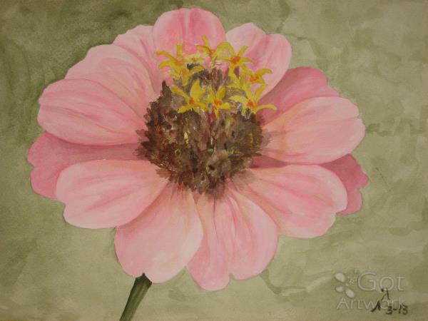Lt. Pink Zinnia