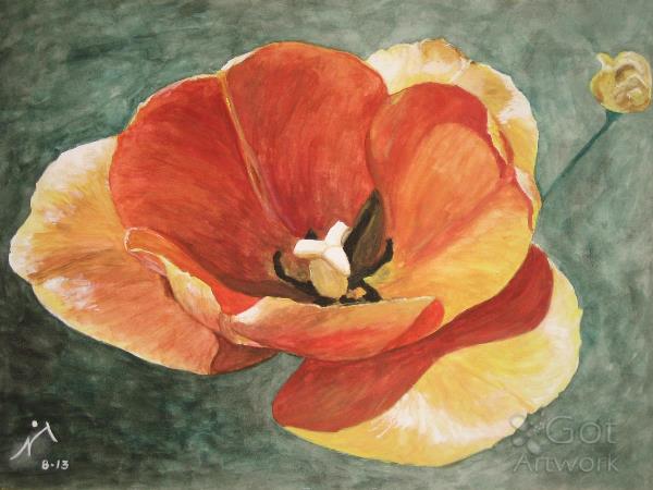 Orange Beauty Tulip