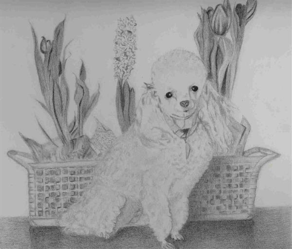 Penny Toy Poodle