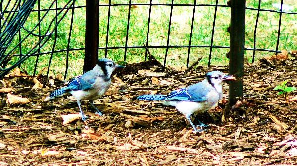 The Blue Jays