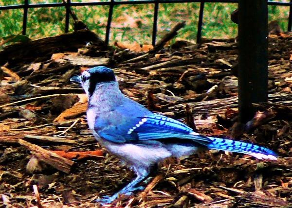 The blue jay