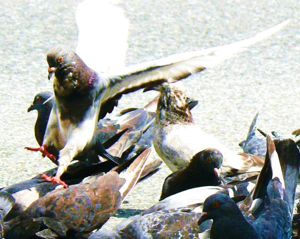 Rock Doves
