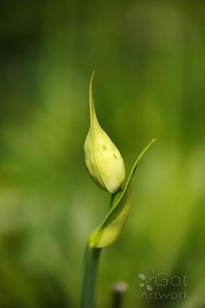 Agapanthus Bud With Side Shoot