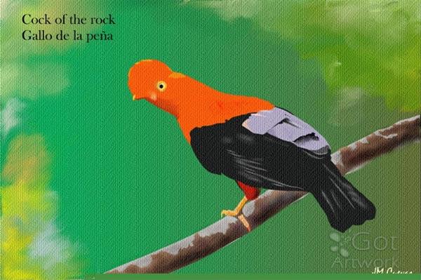 Cock Or The Rock
