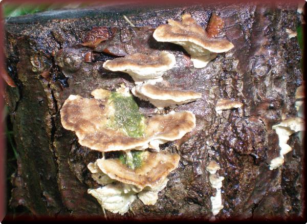 More Fungi