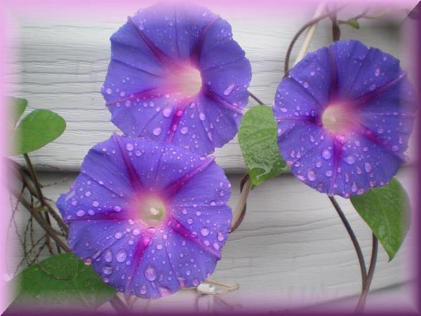 Pinkborderedglories
