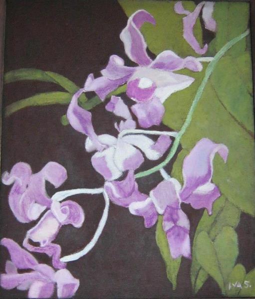 Orchids