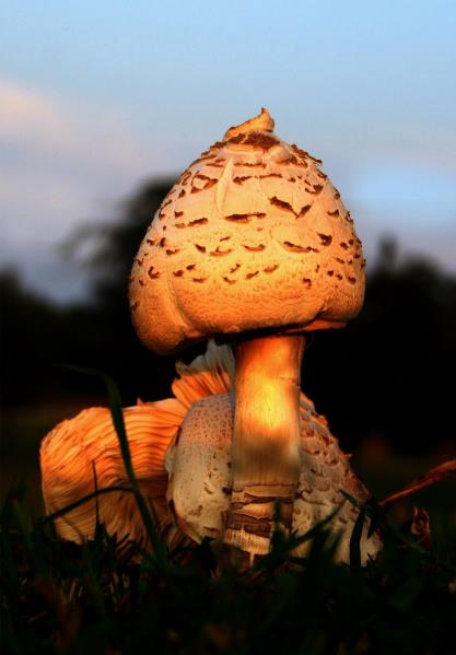 Sun Kissed Mushrooms