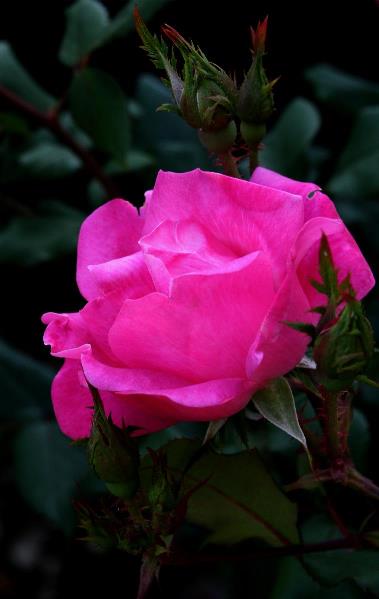 Pink Rose