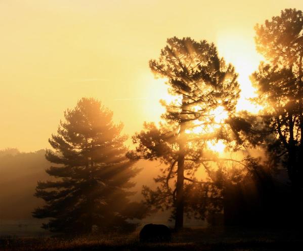Flaming Sunrise