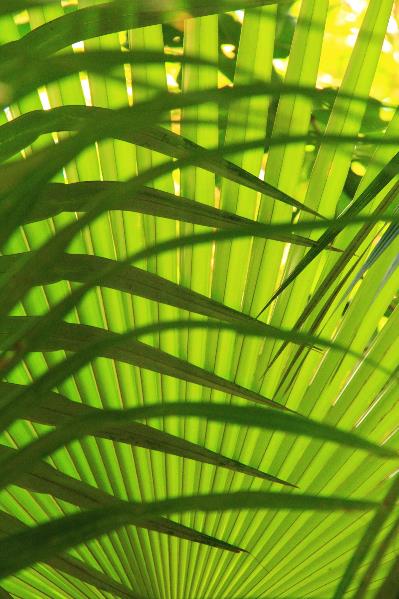 Palm Frond Layers Landscape Abstract St John Virgin Islands National Park Photograph By Roupen Baker