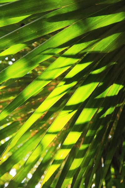 Palm Fronds Backlit By The Morning Sunlight St John Virgin Islands National Park