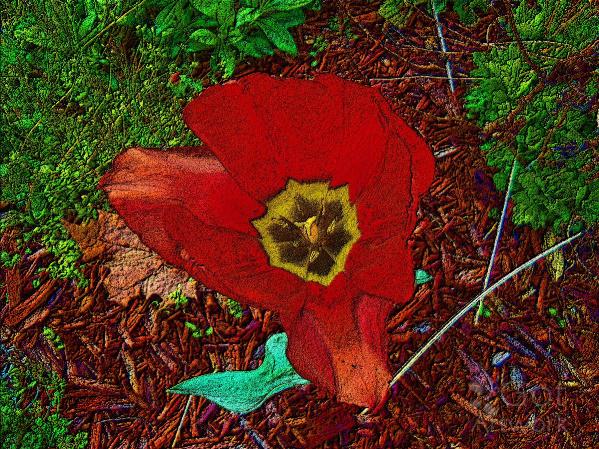 Red Flower