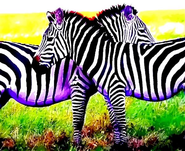 2 Zebra