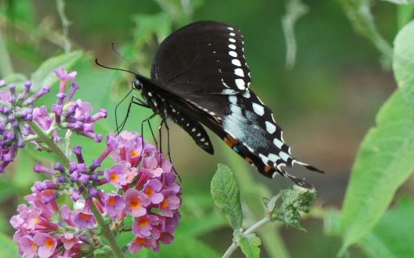 Butterflies Are Free