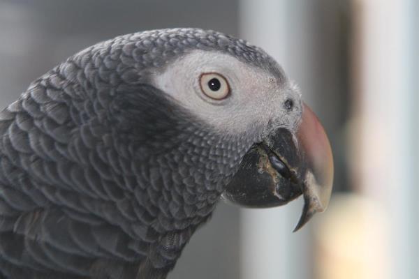 African Grey Parrot