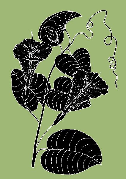 Bush Potato (Also Known As Desert Yam) - Ipomoea Costata