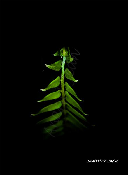 Leaves
